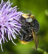 Volucella bombylans - Hoverfly(Bumblebee mimic)